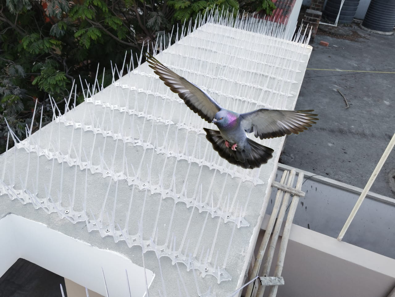 Bird Spikes
